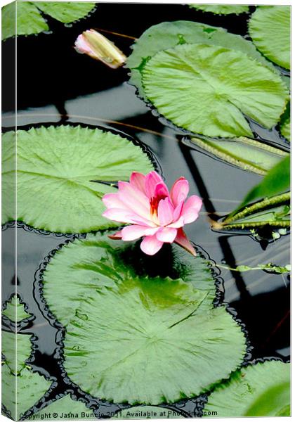 The beauty of Water Lily Canvas Print by Jasna Buncic