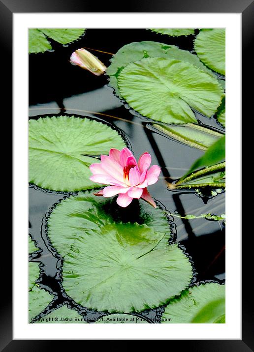 The beauty of Water Lily Framed Mounted Print by Jasna Buncic