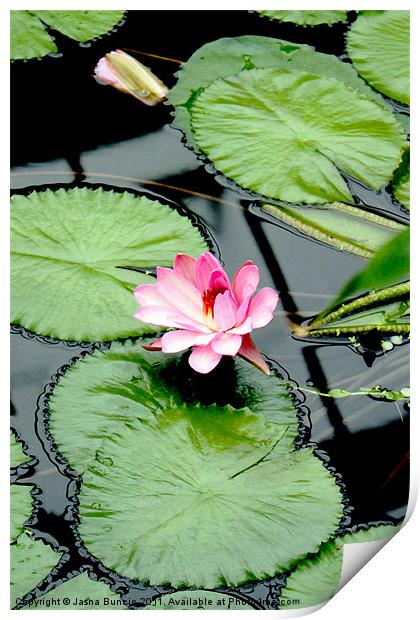 The beauty of Water Lily Print by Jasna Buncic