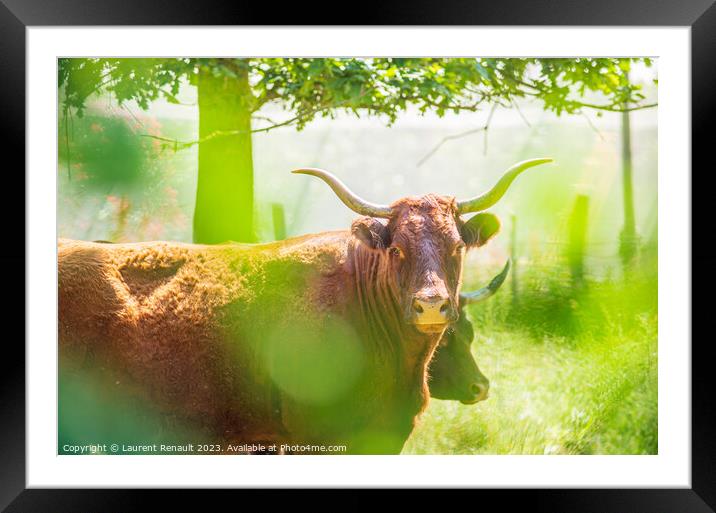 Red Salers cows observed through enlighted foliage, real photogr Framed Mounted Print by Laurent Renault