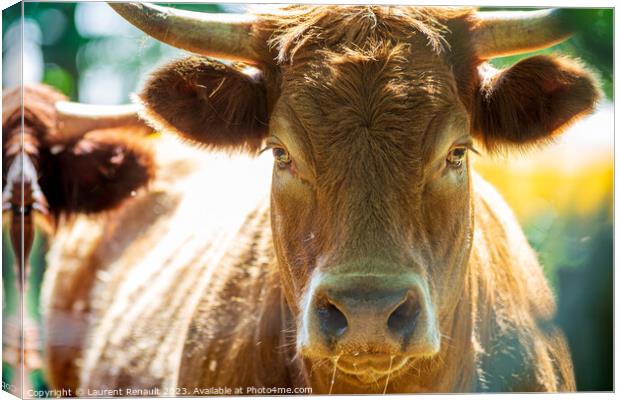 Portrait of expressive red Salers or Limousine cow looking strai Canvas Print by Laurent Renault