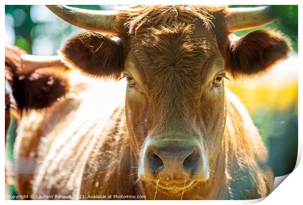 Portrait of expressive red Salers or Limousine cow looking strai Print by Laurent Renault