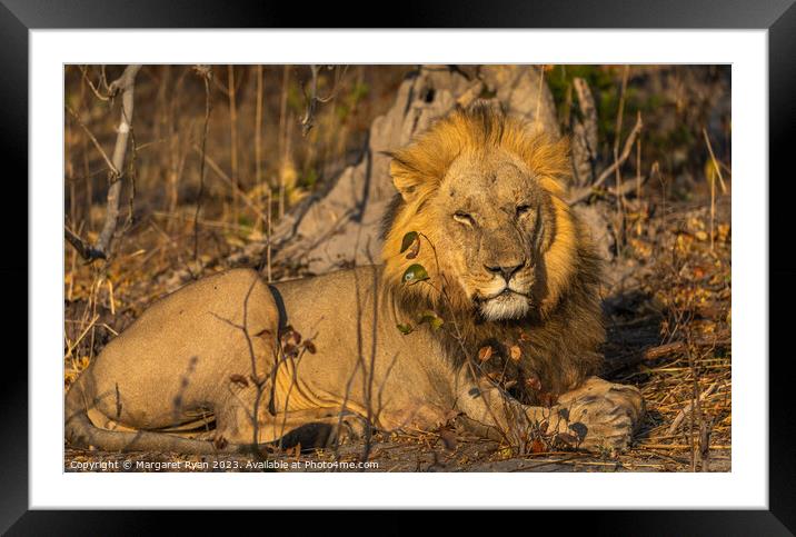 Resting Predator Framed Mounted Print by Margaret Ryan