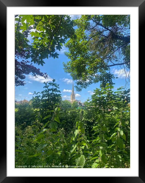 Norwich Cathedral, a summery view Framed Mounted Print by Sally Lloyd