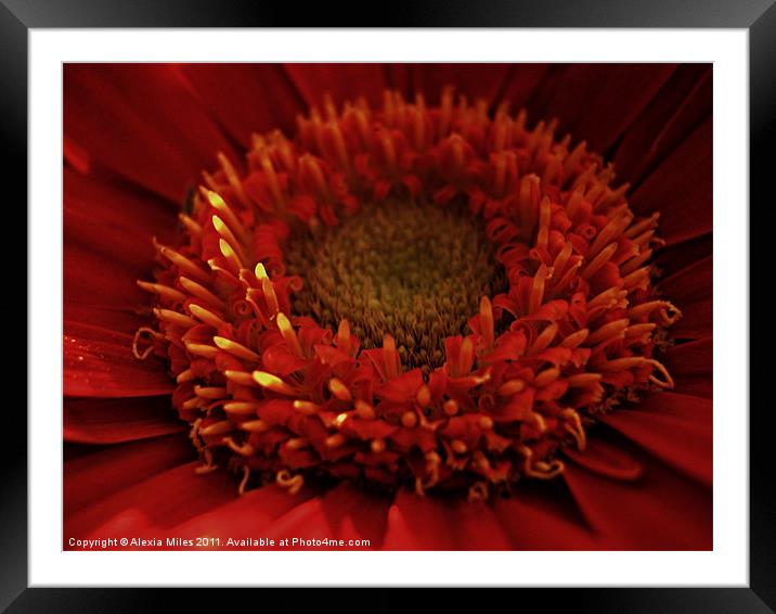 Lovely Red Framed Mounted Print by Alexia Miles
