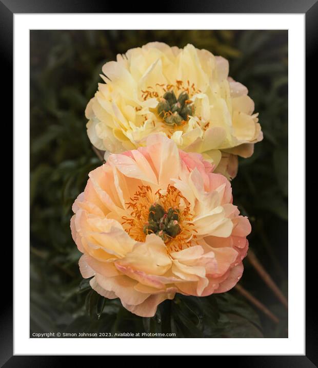 pair of Peonies  Framed Mounted Print by Simon Johnson