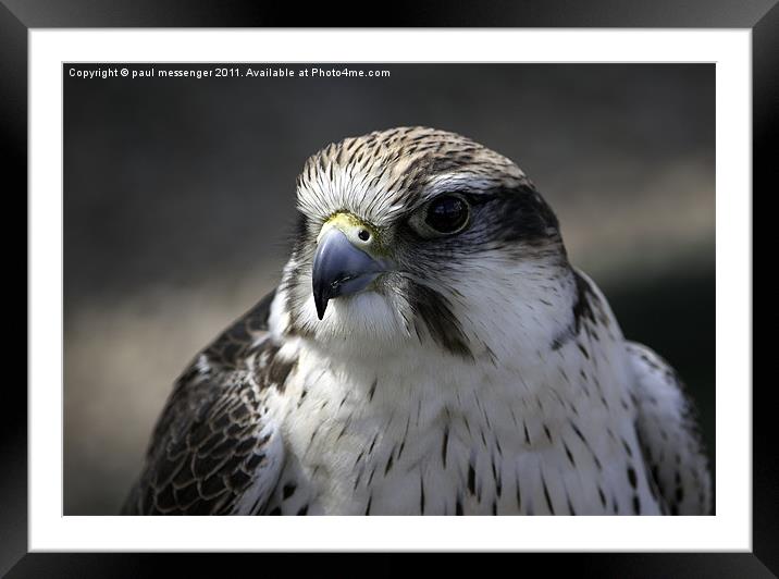 Peregrine Falcon Framed Mounted Print by Paul Messenger