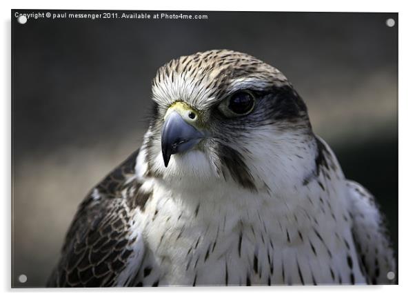 Peregrine Falcon Acrylic by Paul Messenger