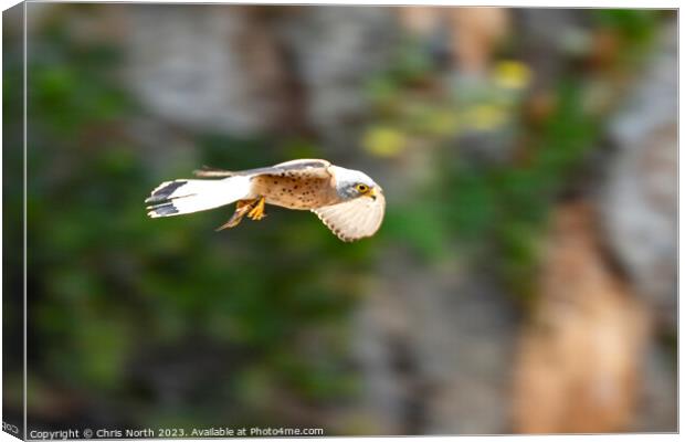 A hovering Lesser Kestrel Canvas Print by Chris North