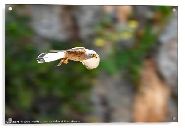 A hovering Lesser Kestrel Acrylic by Chris North
