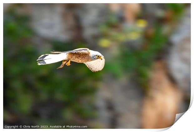 A hovering Lesser Kestrel Print by Chris North