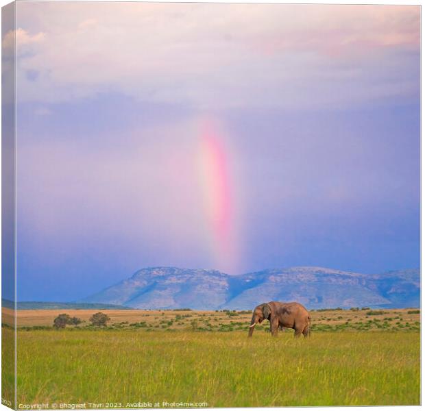 Elephant enjoying rainbow Canvas Print by Bhagwat Tavri