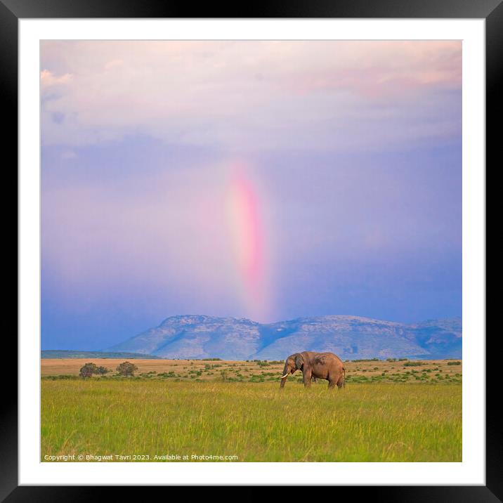 Elephant enjoying rainbow Framed Mounted Print by Bhagwat Tavri