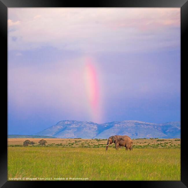 Elephant enjoying rainbow Framed Print by Bhagwat Tavri