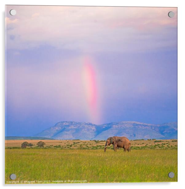 Elephant enjoying rainbow Acrylic by Bhagwat Tavri