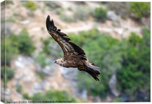 Griffon vulture riding of thermal. Canvas Print by Chris North