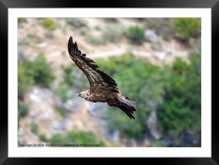 Griffon vulture riding of thermal. Framed Mounted Print by Chris North
