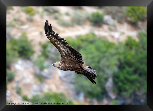 Griffon vulture riding of thermal. Framed Print by Chris North