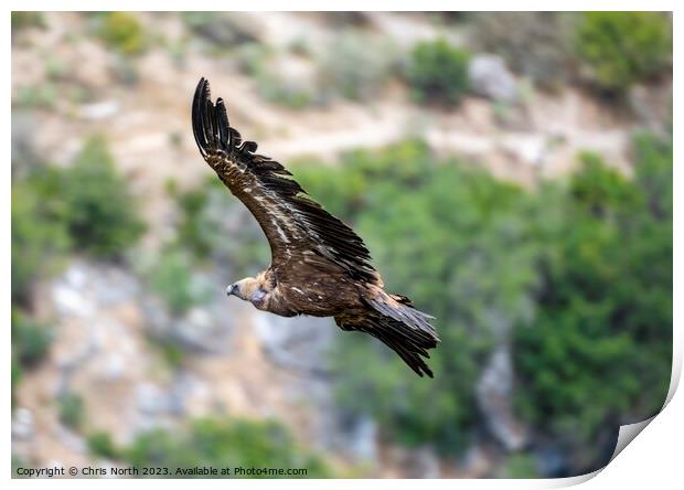 Griffon vulture riding of thermal. Print by Chris North