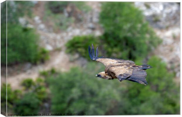 Griffon vulture on the hunt. Canvas Print by Chris North