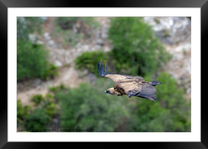 Griffon vulture on the hunt. Framed Mounted Print by Chris North