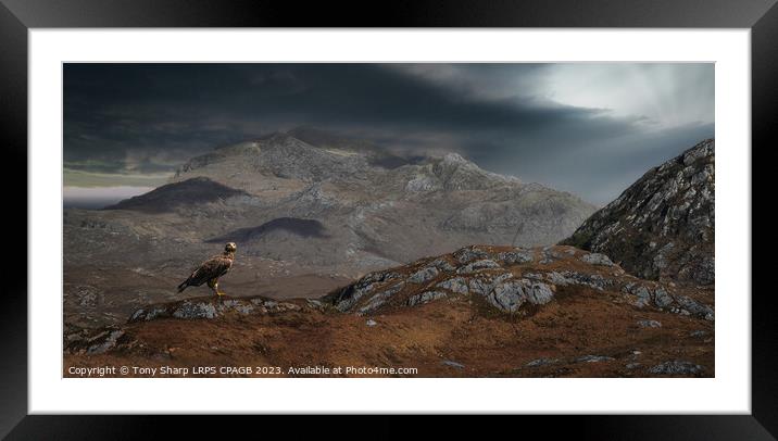 THE MAGNIFICENT GOLDEN EAGLE - WESTER ROSS, SCOTTISH HIGHLANDS  Framed Mounted Print by Tony Sharp LRPS CPAGB