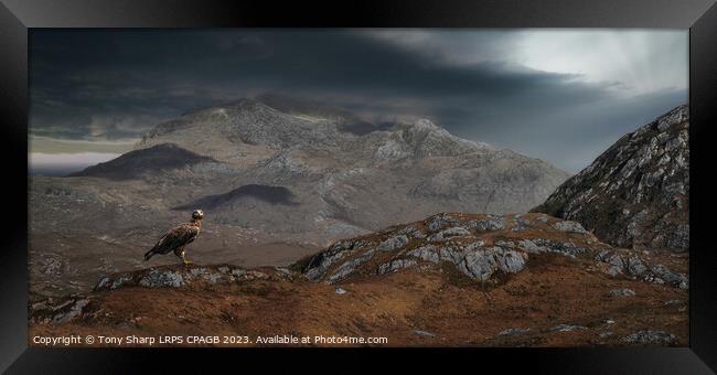 THE MAGNIFICENT GOLDEN EAGLE - WESTER ROSS, SCOTTISH HIGHLANDS  Framed Print by Tony Sharp LRPS CPAGB