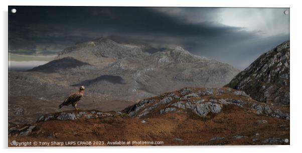 THE MAGNIFICENT GOLDEN EAGLE - WESTER ROSS, SCOTTISH HIGHLANDS  Acrylic by Tony Sharp LRPS CPAGB