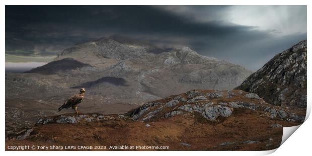 THE MAGNIFICENT GOLDEN EAGLE - WESTER ROSS, SCOTTISH HIGHLANDS  Print by Tony Sharp LRPS CPAGB