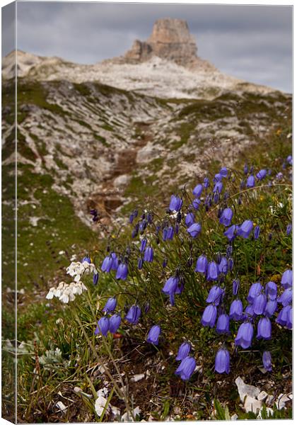 Blooming moutains Canvas Print by Thomas Schaeffer