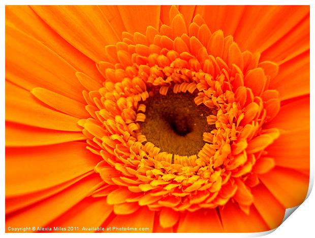 Lovely Orange Print by Alexia Miles