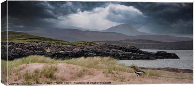 REDSHANK WADER - WESTER ROSS, SCOTTISH HIGHLANDS Canvas Print by Tony Sharp LRPS CPAGB