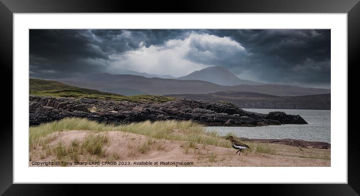 REDSHANK WADER - WESTER ROSS, SCOTTISH HIGHLANDS Framed Mounted Print by Tony Sharp LRPS CPAGB