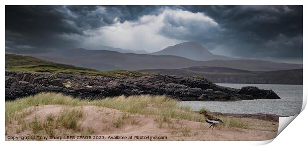 REDSHANK WADER - WESTER ROSS, SCOTTISH HIGHLANDS Print by Tony Sharp LRPS CPAGB