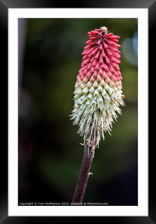 Fiery Flower Glow Framed Mounted Print by Tom McPherson