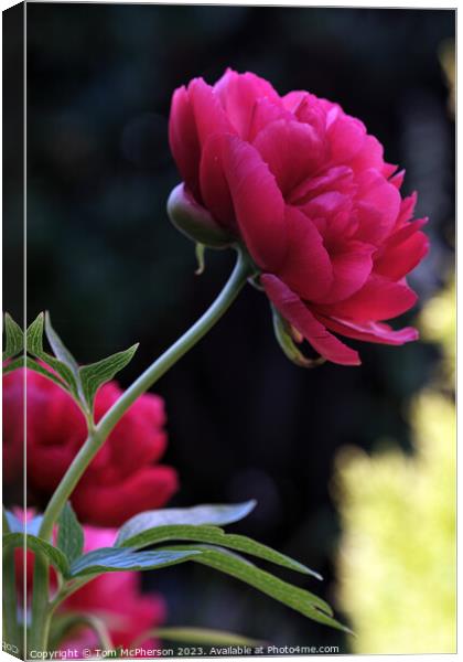 Vibrant Peony Rose Blossom Canvas Print by Tom McPherson