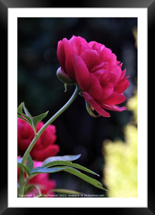 Vibrant Peony Rose Blossom Framed Mounted Print by Tom McPherson