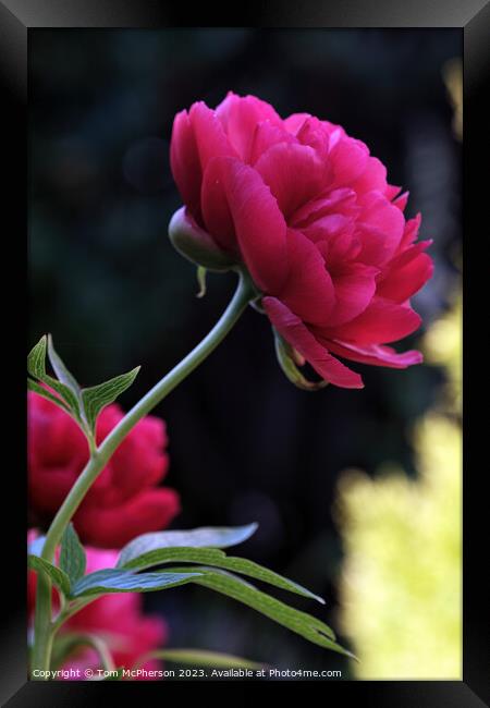 Vibrant Peony Rose Blossom Framed Print by Tom McPherson