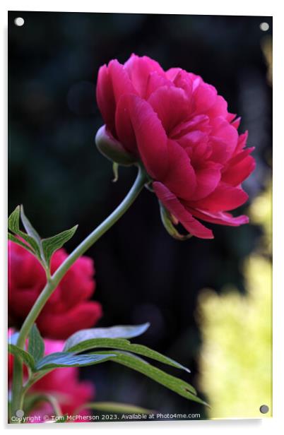 Vibrant Peony Rose Blossom Acrylic by Tom McPherson