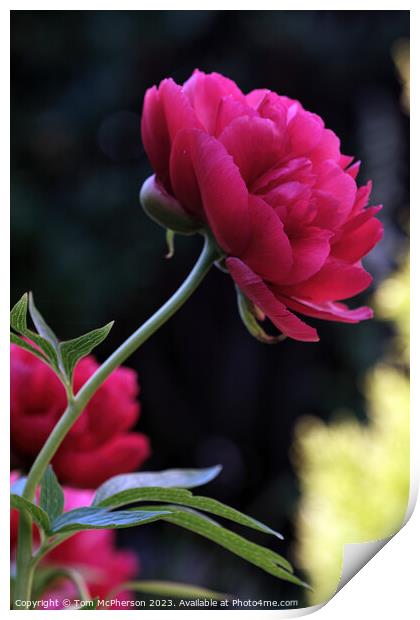Vibrant Peony Rose Blossom Print by Tom McPherson