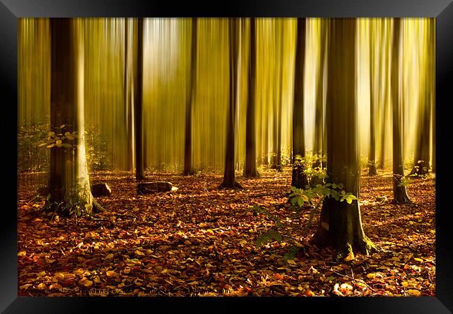 Autumn fall beech woods (2) Framed Print by Izzy Standbridge