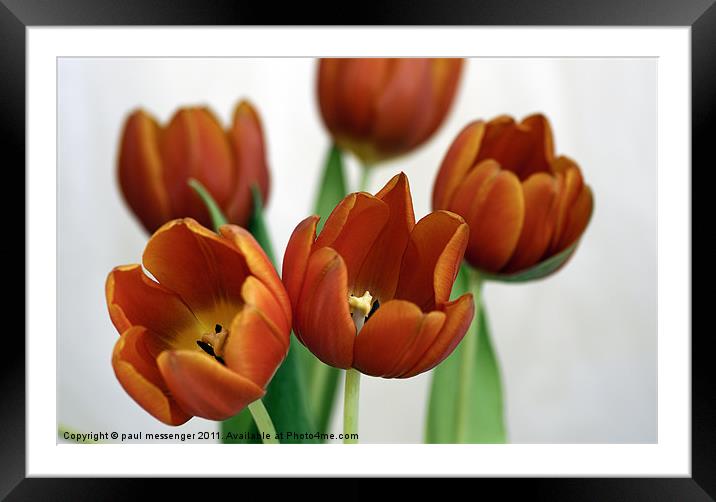 Red Tulips Framed Mounted Print by Paul Messenger