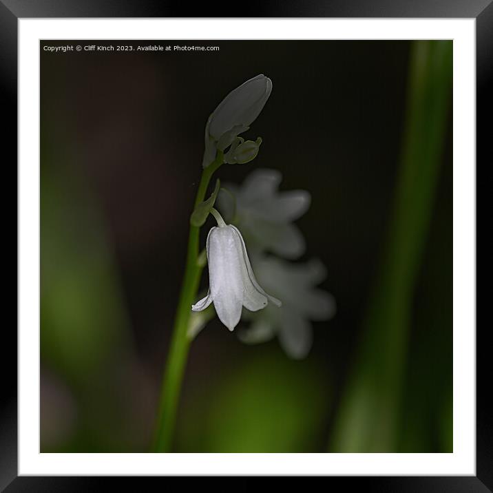 A single white bluebell in the darkness Framed Mounted Print by Cliff Kinch