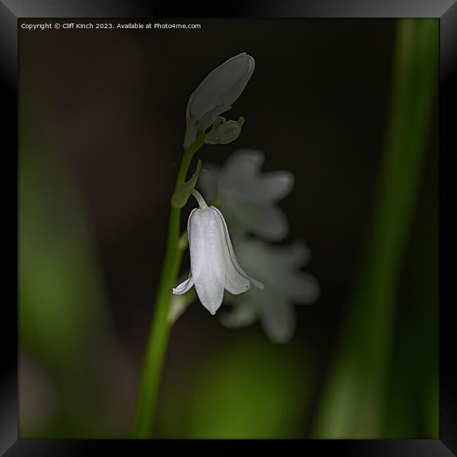 A single white bluebell in the darkness Framed Print by Cliff Kinch