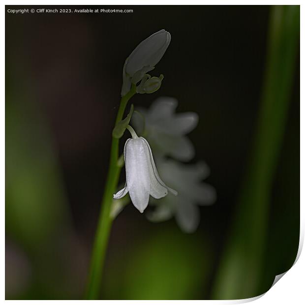 A single white bluebell in the darkness Print by Cliff Kinch