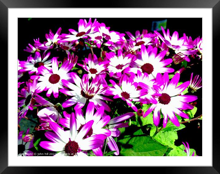 Vibrant Senetti Bicolour Flowers Framed Mounted Print by john hill