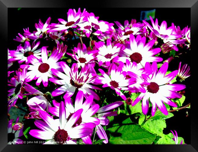 Vibrant Senetti Bicolour Flowers Framed Print by john hill