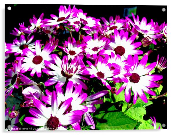 Vibrant Senetti Bicolour Flowers Acrylic by john hill