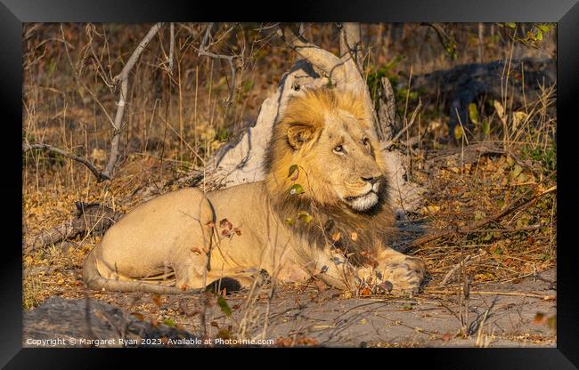 The Lion King Framed Print by Margaret Ryan