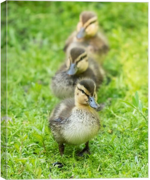 All your ducks in a row Canvas Print by Jonathan Thirkell